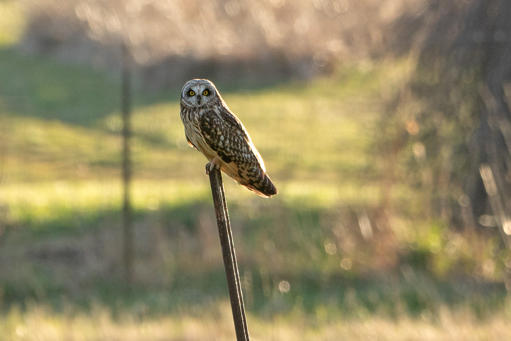 Short-eared Owl